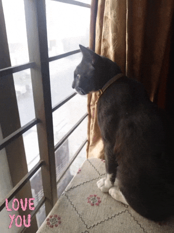 Cat GIF