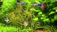 Animation-fish GIFs - Get the best GIF on GIPHY