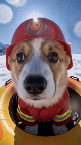Dog Puppy GIF