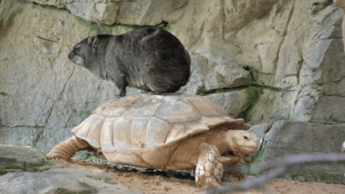 capibara and turtle