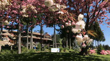 Cherry Blossoms Spring GIF by Crown Isle