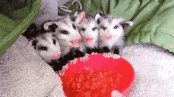 Opossum GIFs - Find & Share on GIPHY