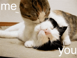 200.gif?cid=f0bdee70g92dgucjfco30c4e20eh9pkmix5aymntdv3cm8mu&rid=200.gif&ct=g