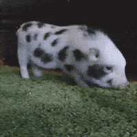 pig GIF