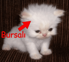 Bursa Kedy GIF