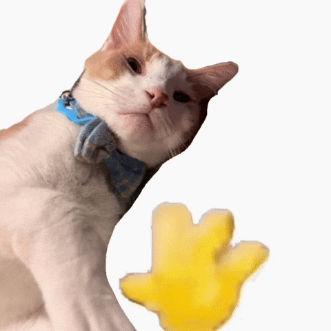 Cat Hello GIF