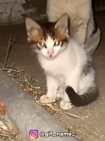 Cat Devil GIF