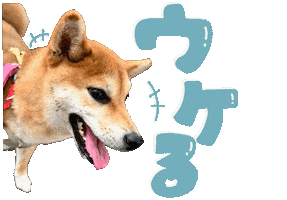 柴犬 うける Sticker