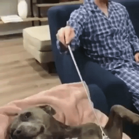 dog relaxing GIF by JustViral.Net