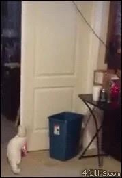 trash can cat GIF