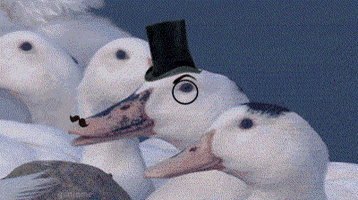 top hat duck GIF