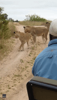 Lions Come Face-to-Face With Cobra and 'Lucky' Lizard in Rare Safari Encounter