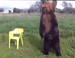 bear playing GIF