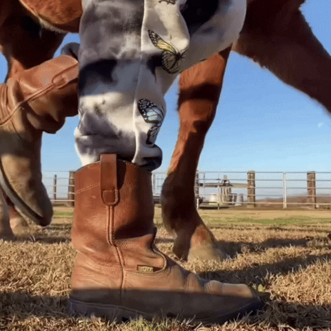 dezmineann no horse country yeehaw GIF