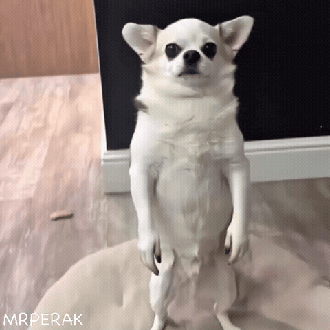 Dog Puppy GIF