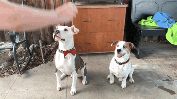 Dog GIF