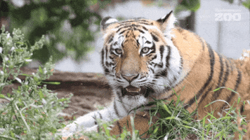 Amur Tiger Summer GIF by Korkeasaari Zoo