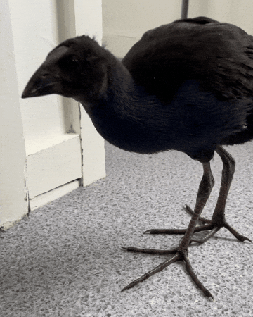 Damn GIF