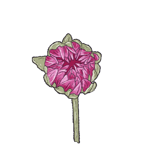 Summer Pink Sticker
