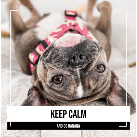 Banana Keep Calm GIF by Dogs Supreme