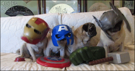 The Avengers Dog GIF - Find & Share on GIPHY