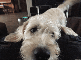 puppy eyes GIF