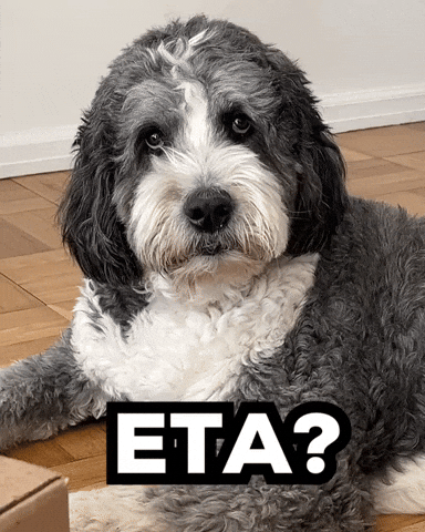 Eta Bernedoodles GIF