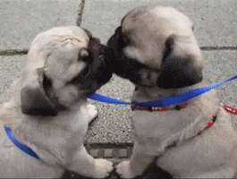 pugs licking GIF