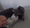 Cat Money GIF