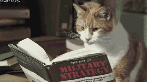  cat reading read dot studying GIF