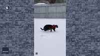 Quick-Thinking Cat Leaps for Snowball in Pennsylvania's Pocono Mountains