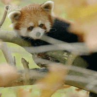 Pbs Nature Panda Gif By Nature On Pbs Find Share On Giphy
