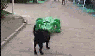 dog pulling GIF