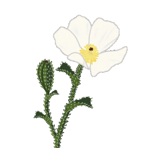 Hawaii Sticker