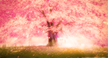Cherry Blossom GIFs - Find & Share on GIPHY