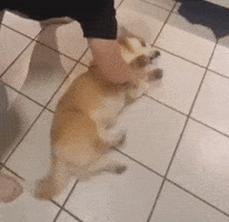 Dog Spin GIF