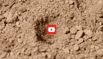 GIF by KQEDScience
