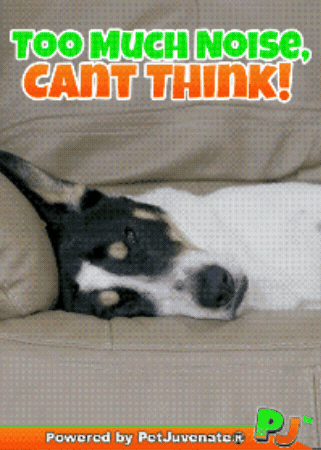 Im Confused Go Away GIF by PetJuvenate - PJ