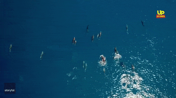 Aegean Sea Swim GIF by Storyful