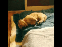 Sleepy Puppy GIF by JustViral.Net - Find & Share on GIPHY