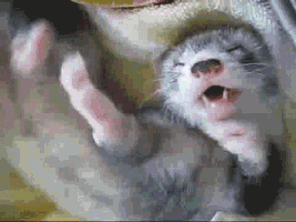 Sleepy Ferret GIF
