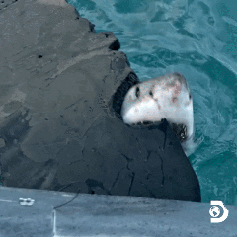 Explore Belly Of The Beast GIF by Shark Week