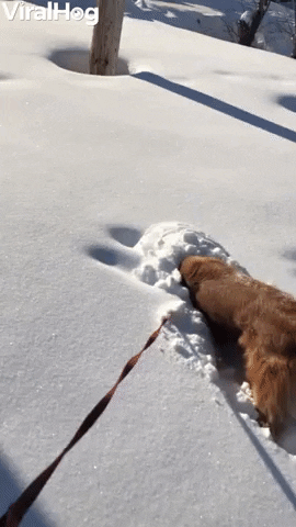 doge gif snow