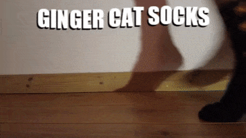 Socks Catsocks GIF by catnipy