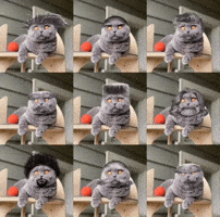 Cat Understand GIF