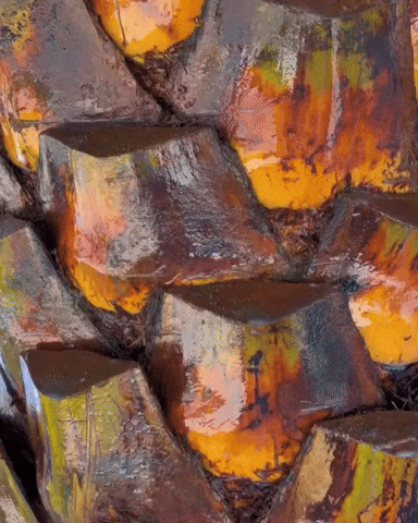 Palm Tree Florida GIF by ENDURANT TURF PAINT