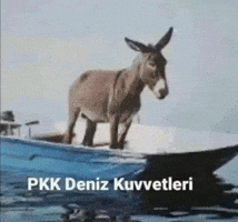 Kurt Pkk GIF