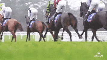 Run Away Horse Racing GIF by Ascot Racecourse