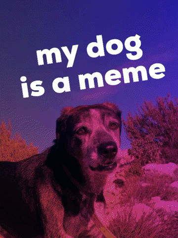 Dog Meme GIF