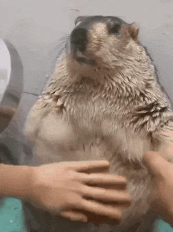 Animal GIF